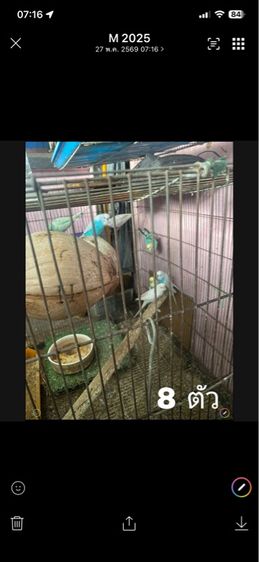 ขายเหมา นกพร้อมกรง เลิกเลี้ยง