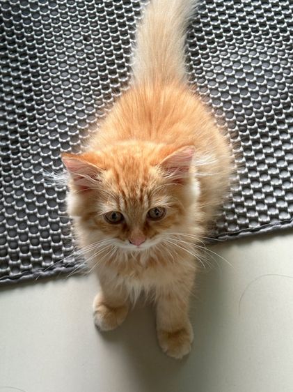 เปอร์เซีย (Persian) หาบ้านใหม่ให้น้องเปอร์เซียสีส้ม เพศผู้ค่ะ 🧡🐱