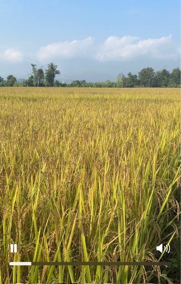 ที่ดิน อ.ฝาง เชียงใหม่ ดินดีน้ำดี