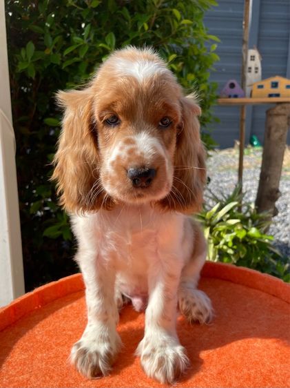 English Cocker spaniel (อิงลิชค็อกเกอร์สเปเนียล) รูปที่ 6