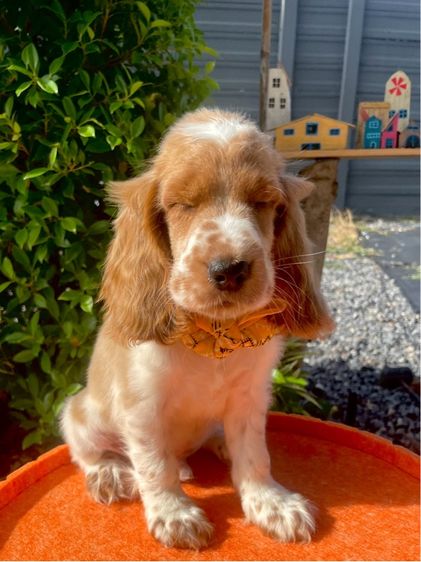 English Cocker spaniel (อิงลิชค็อกเกอร์สเปเนียล) รูปที่ 2