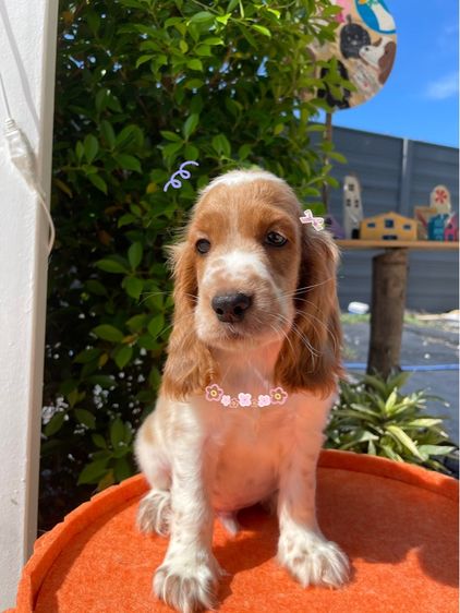English Cocker spaniel (อิงลิชค็อกเกอร์สเปเนียล) รูปที่ 3
