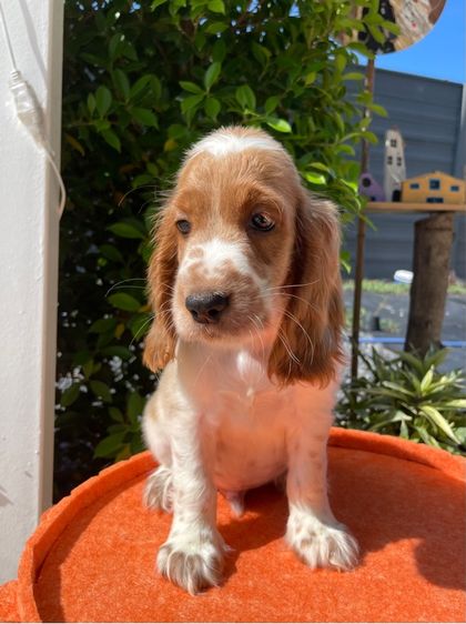 English Cocker spaniel (อิงลิชค็อกเกอร์สเปเนียล) รูปที่ 7