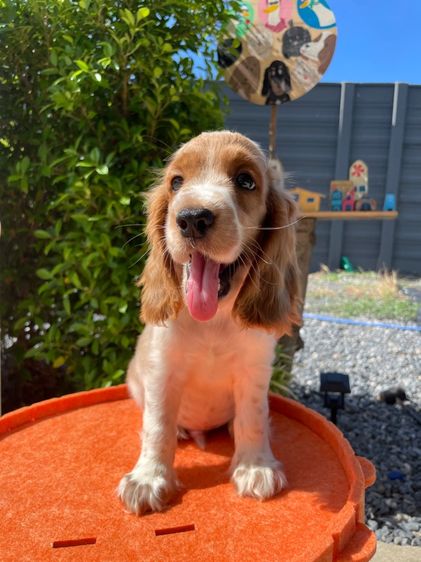 English Cocker spaniel (อิงลิชค็อกเกอร์สเปเนียล) รูปที่ 5