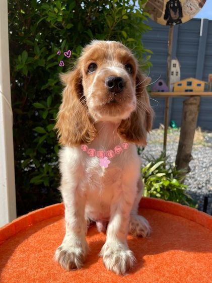 English Cocker spaniel (อิงลิชค็อกเกอร์สเปเนียล) รูปที่ 4