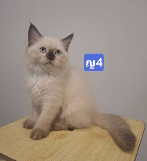 เปอร์เซีย (Persian) ลูกแมวเปอร์เซีย​ น้องเกิด 24 มีนาคม 2569