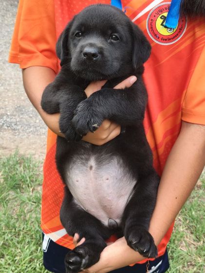 ลาบราดอร์ (Labrador) ใหญ่ น้องลาบราดอร์เพศหญิงกำลังมองหาครอบครัวที่อบอุ่นเป็นมิตรที่ดีน้องสายพันธุ์แท้100สอบุามแอ้ดไลน์หรือโทร0813643191ค่ะ