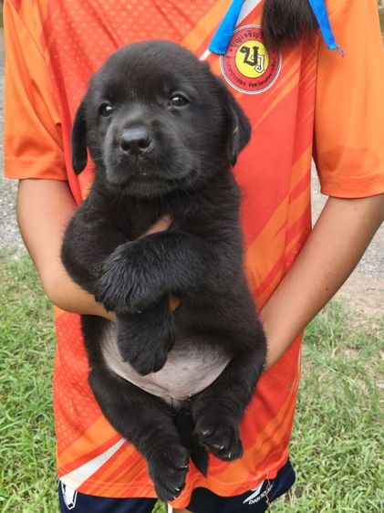 น้องลาบราดอร์เพศหญิงกำลังมองหาครอบครัวที่อบอุ่นเป็นมิตรที่ดีน้องสายพันธุ์แท้100สอบุามแอ้ดไลน์หรือโทร0813643191ค่ะ รูปที่ 9