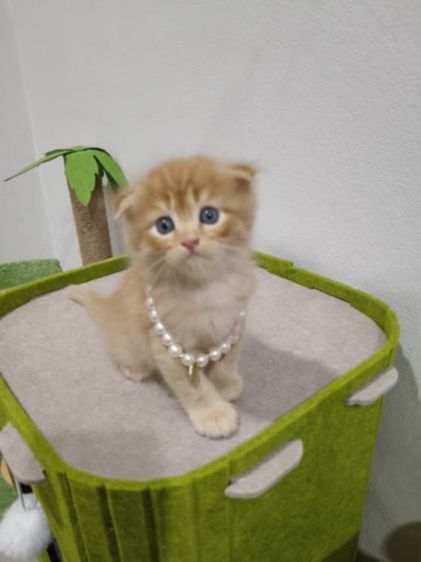 สก็อตติช โฟลด์ (Scottish Fold) ด.ช สก็อตติส พร้อมย้ายบ้าน คับ  น้องอยู่อยุธยา  สนใจสอบถามได้