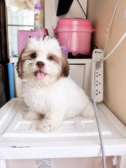น้องชิสุ