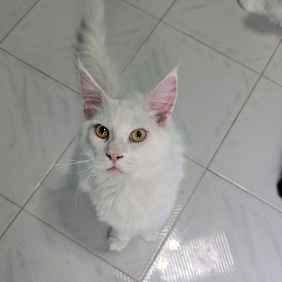 เมนคูน (Maine Coon) แมวเมนคูน