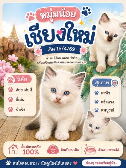 แร็กดอลล์ (Ragdoll) ลูกแมว