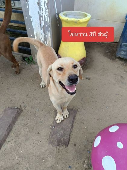 ลาบราดอร์หาบ้านใหม่ มี3ตัว