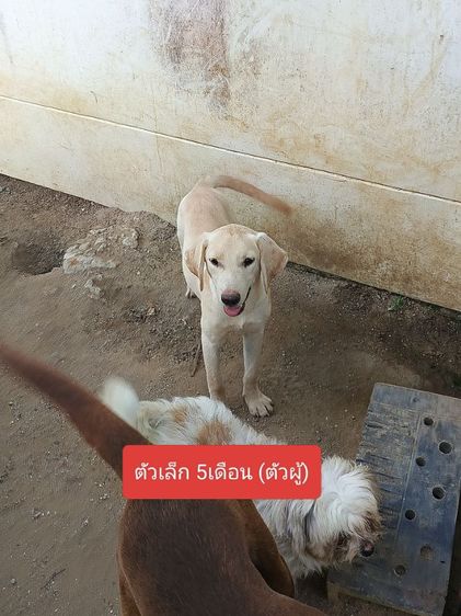 ฟรี คัดบ้านลาบราดอร์หาบ้านใหม่ มี3ตัว รูปที่ 3