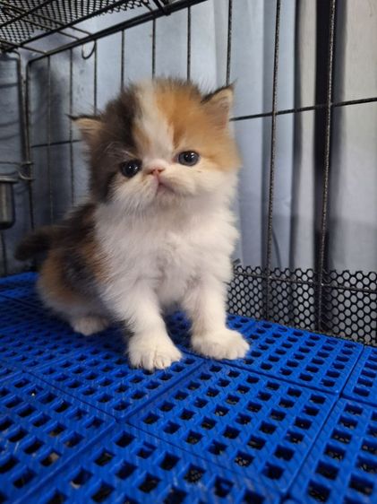 ลูกแมวเอ็กโขติกสามสี รูปที่ 16
