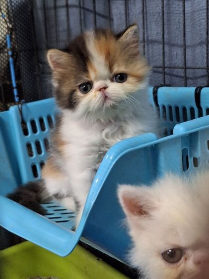 ลูกแมวเอ็กโขติกสามสี รูปที่ 10
