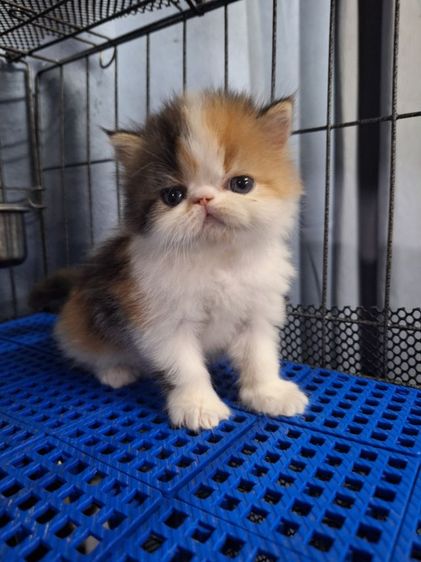 ลูกแมวเอ็กโขติกสามสี รูปที่ 18