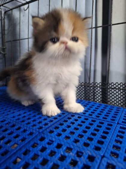 ลูกแมวเอ็กโขติกสามสี รูปที่ 15