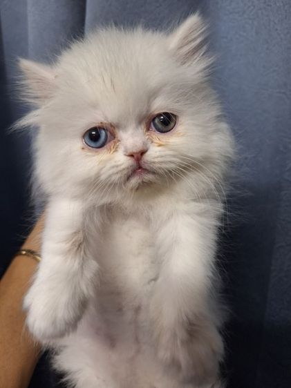 ลูกแมวเอ็กโชติกแท้