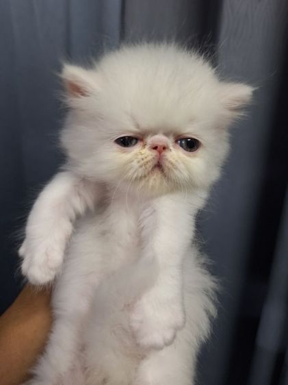 ลูกแมวเอ็กโชติกแท้