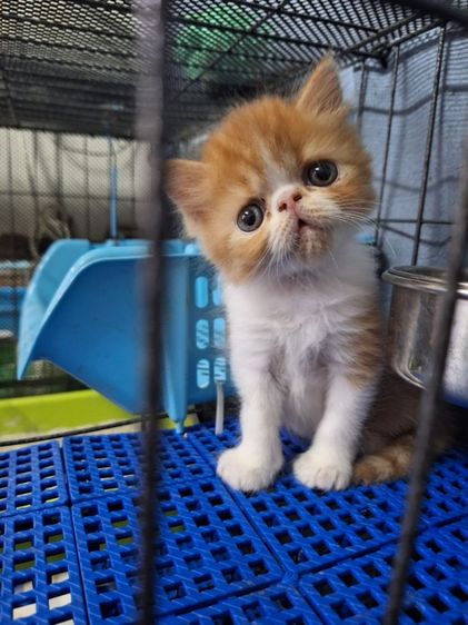 ลูกแมวเปอร์เชียหน้าบี้ รูปที่ 14
