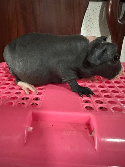 หนูแก๊สบี้ไร้ขน(Skinny Pig) รูปที่ 4