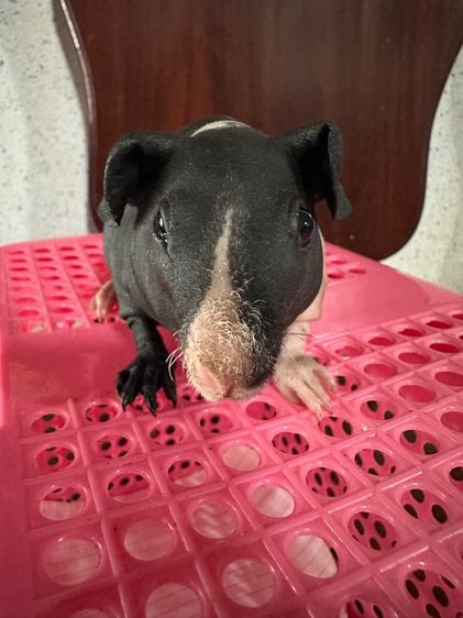 หนูแก๊สบี้ไร้ขน(Skinny Pig) รูปที่ 2
