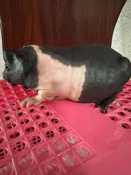 หนูแก๊สบี้ไร้ขน(Skinny Pig) รูปที่ 5