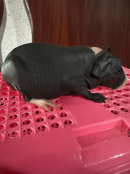 หนูแก๊สบี้ไร้ขน(Skinny Pig) รูปที่ 3