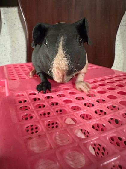 หนูแก๊สบี้ไร้ขน(Skinny Pig)