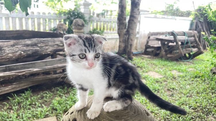 สก็อตติช โฟลด์ (Scottish Fold) เด็กชายเชียงใหม่