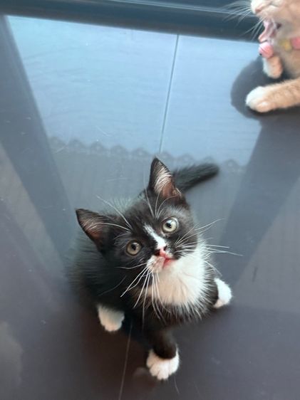 น้องบริติช-เปอร์เซีย รูปที่ 3
