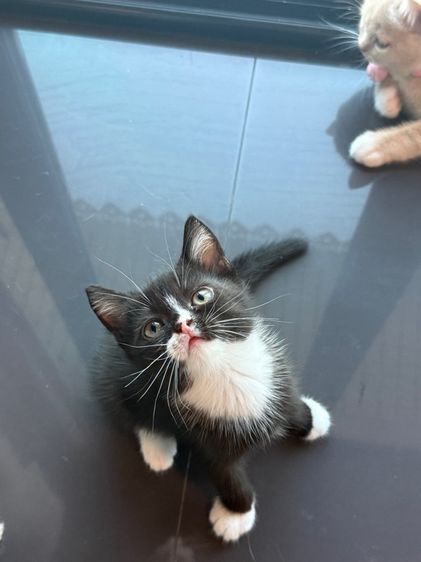 น้องบริติช-เปอร์เซีย รูปที่ 5