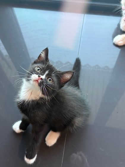น้องบริติช-เปอร์เซีย รูปที่ 2