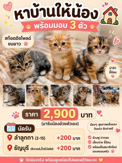 น้องแมวสก๊อตติชโฟลด์