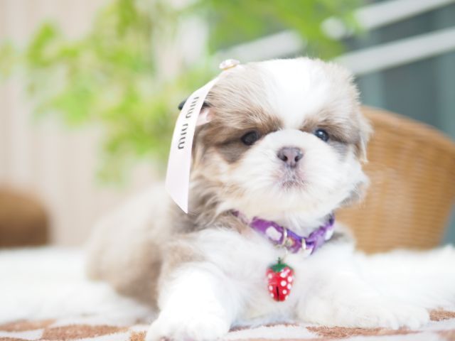 ชิสุ (Shih Tzu) เล็ก ชิสุ