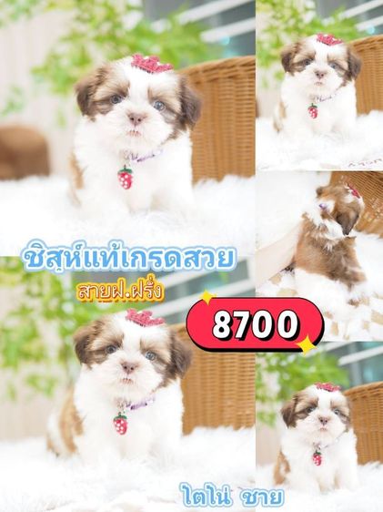 ชิสุ