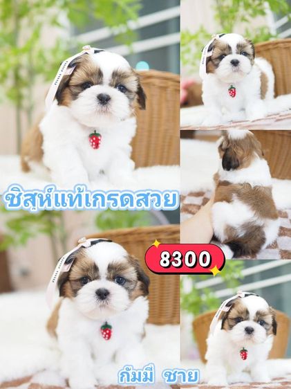 ชิสุห์