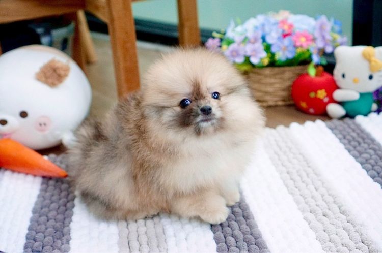 ปอมเมอเรเนียนแท้ สีRedmerle เพศผู้ รูปที่ 5