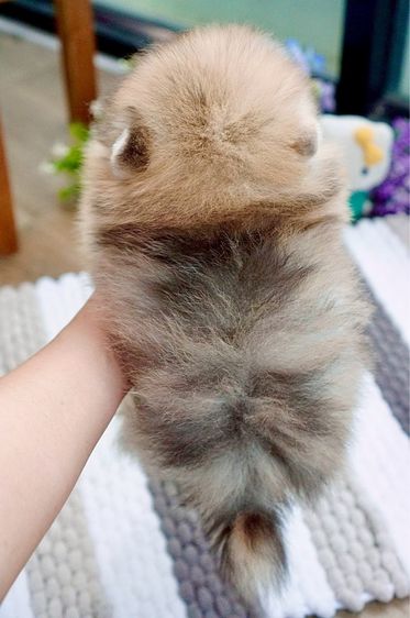 ปอมเมอเรเนียนแท้ สีRedmerle เพศผู้ รูปที่ 9