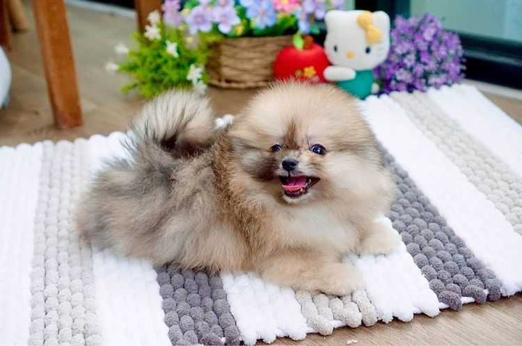 ปอมเมอเรเนียนแท้ สีRedmerle เพศผู้ รูปที่ 8