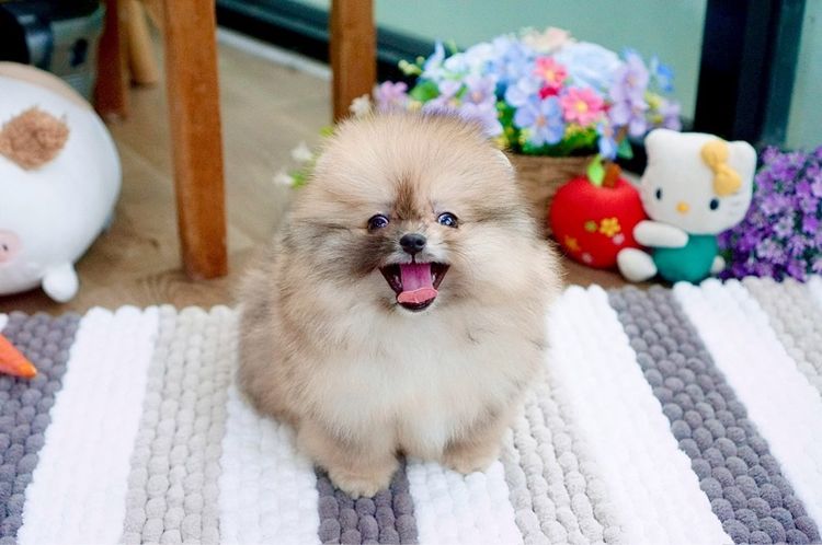 ปอมเมอเรเนียนแท้ สีRedmerle เพศผู้ รูปที่ 7