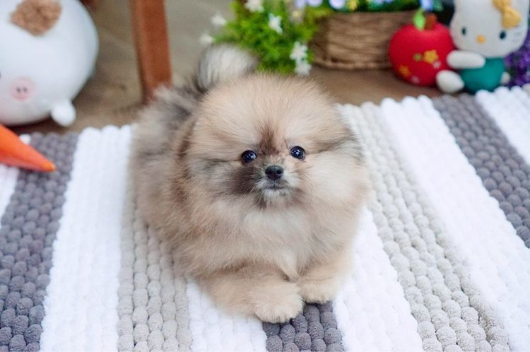 ปอมเมอเรเนียนแท้ สีRedmerle เพศผู้ รูปที่ 4