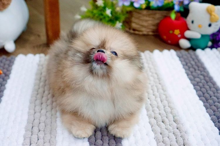 ปอมเมอเรเนียนแท้ สีRedmerle เพศผู้ รูปที่ 3
