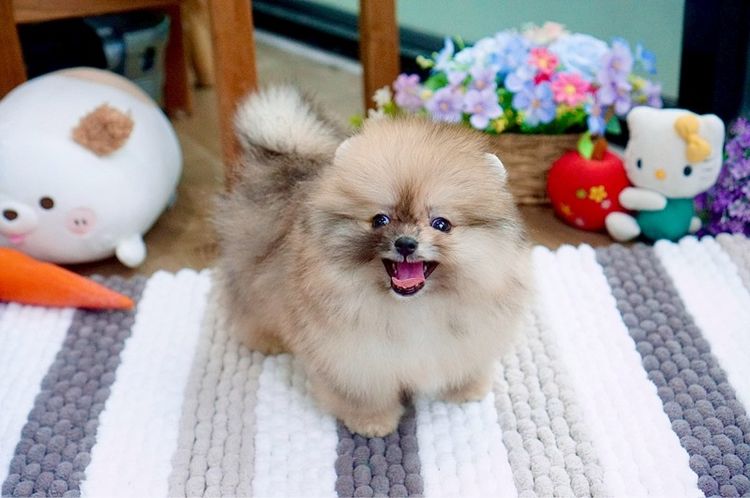 ปอมเมอเรเนียนแท้ สีRedmerle เพศผู้ รูปที่ 10