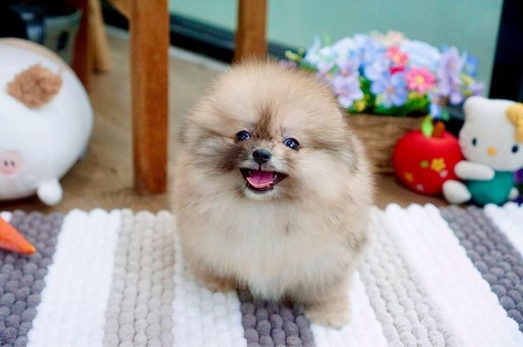 ปอมเมอเรเนียนแท้ สีRedmerle เพศผู้ รูปที่ 2