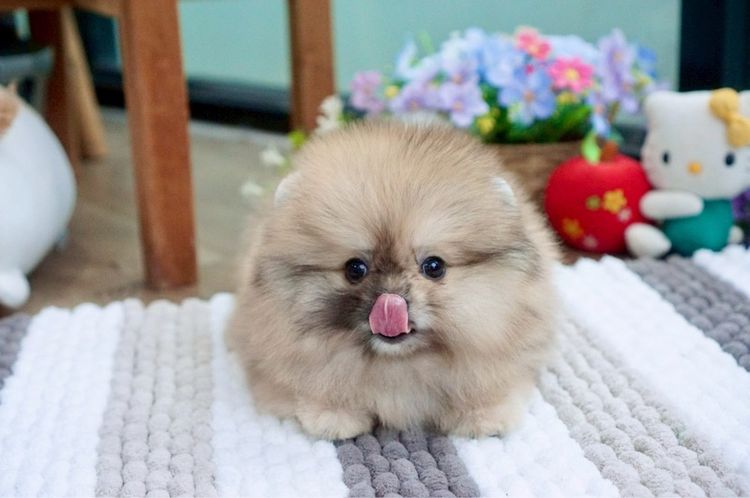 ปอมเมอเรเนียนแท้ สีRedmerle เพศผู้ รูปที่ 6