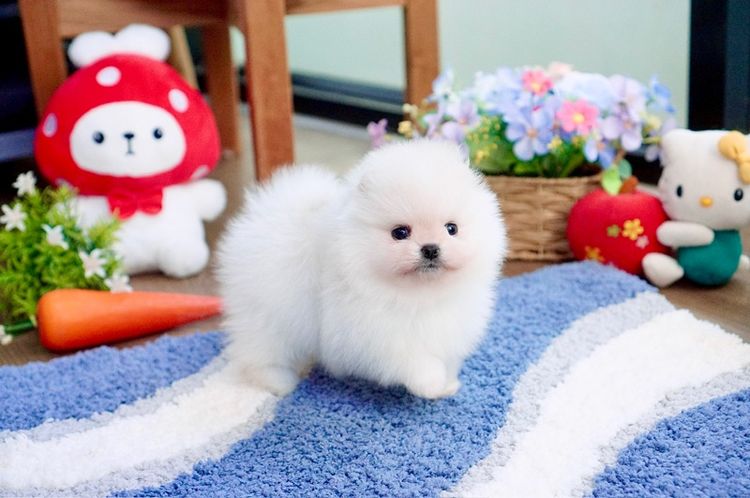 ปอมแท้ เพศผู้ ขนแน่น เกรดสวย รูปที่ 4