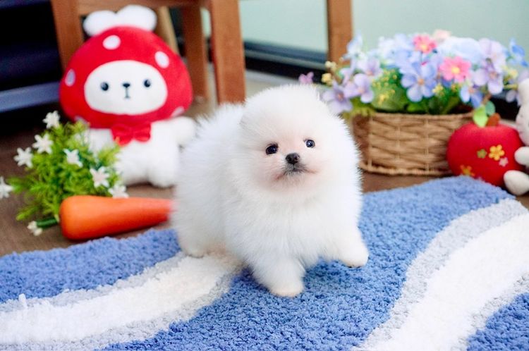 ปอมแท้ เพศผู้ ขนแน่น เกรดสวย รูปที่ 2