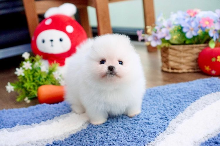 ปอมแท้ เพศผู้ ขนแน่น เกรดสวย รูปที่ 7